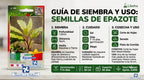 Semilla De Epazote 2 G Rinde Para 4,000 Plantas